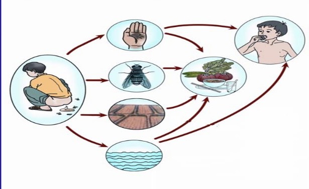 Con Đường Lây Truyền Bệnh Kiết Lỵ: Hiểu Rõ Để Phòng Ngừa Hiệu Quả