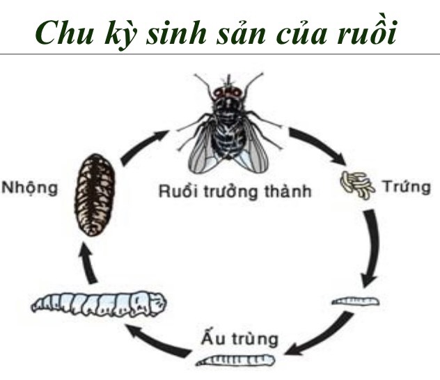 Trung Tâm Kiểm soát Bệnh tật ở Thừa Thiên Huế là nơi quan trọng để kiểm soát các bệnh truyền nhiễm. Hãy xem bức tranh để thấy được công tác quét nhiễm được thực hiện như thế nào.